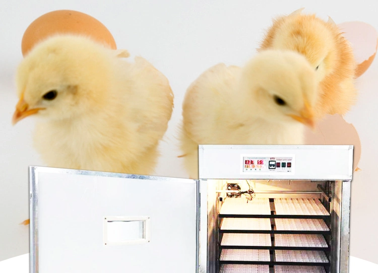 Professional Poultry Hatcher Incubator Hatcher Equipment for Sale