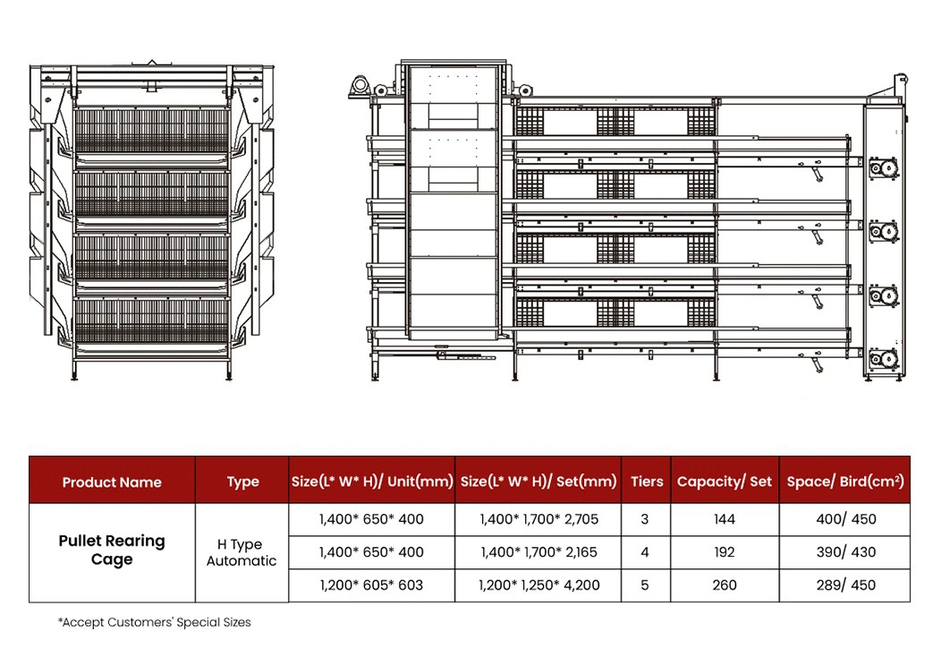 Bestchickencage H Type Young Hen Coop Breeder Cage China Young Chicken Coop Factory Sample Available Save Space and Food Farm Hen Brooder