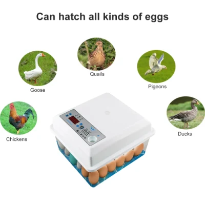 Incubateur d'oeufs entièrement automatique incubateur oeufs Machine à couver poulet oie oiseau caille dinde canard volaille poussin couveuse