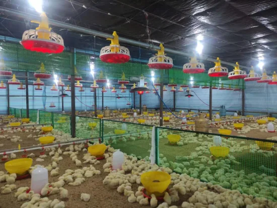 Damly Chicken House Equipment Poussins Radiant Chauffage Gaz Brooder Heater pour Poultry Farm